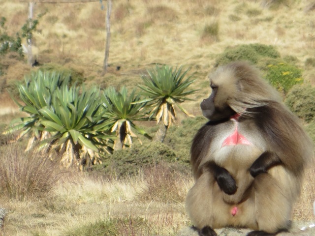 There are between 5,000 - 6,000 Gelada monkeys in the park. They are awesome. They are also called lion monkeys because when they run, the the wind blows their hair and they look just like lions.  